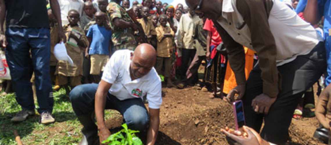 Le Premier Vice-Président de l’Assemblée Nationale entrain de planter un jeune plant de café