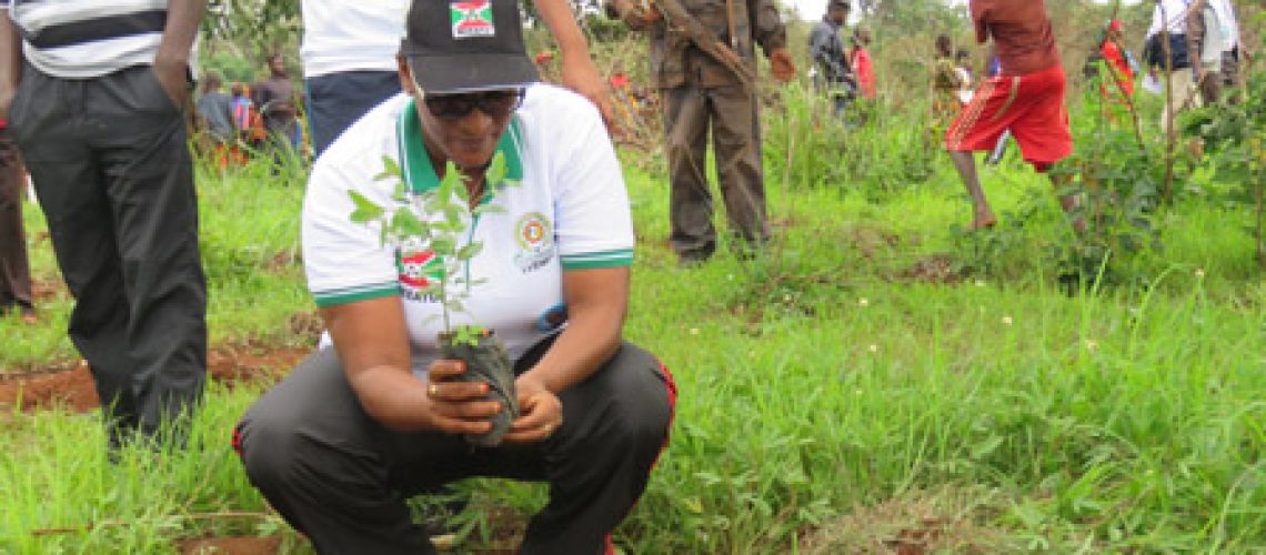 La Deuxième Vice-Présidente au point de planter un eucalyptus